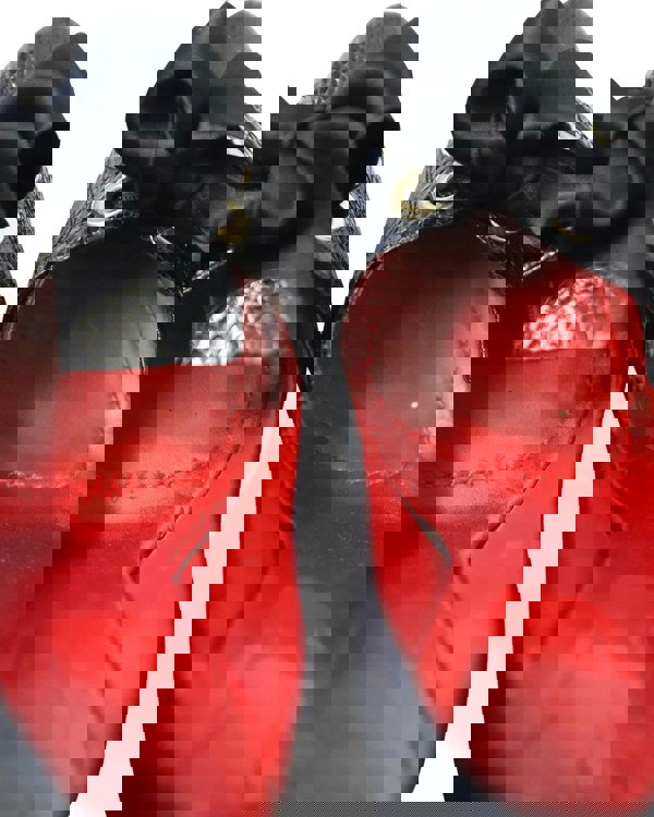 155034647.jpg