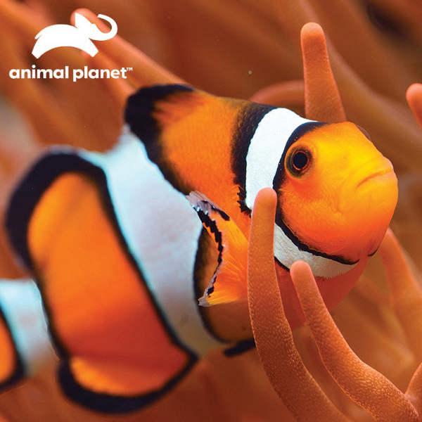Prime 3D Puzzles Prime 3D Animal Planet Clown Fish 150 Piece Puzzle