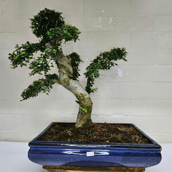 Yorkshire Bonsai Large Chinese Elm (Ulmus Parvifolia) Bonsai Tree | Shaped | In 40cm Pot - 4132