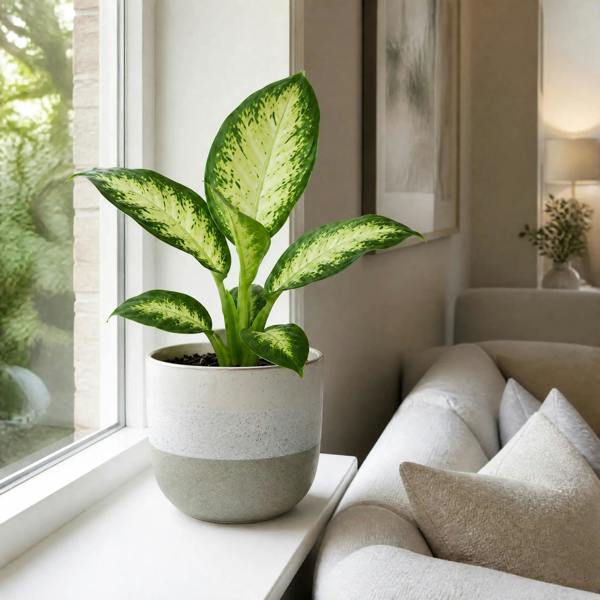 Dieffenbachia Camilla Dumb Cane 12cm Pot Plants By Post