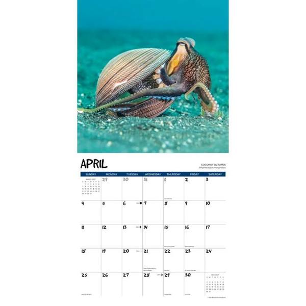 Octopus Calendar 2027, Wall Calendars, Month To View, Animals, Gift