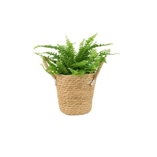 Boston Fern (Nephrolepsis) In 12cm