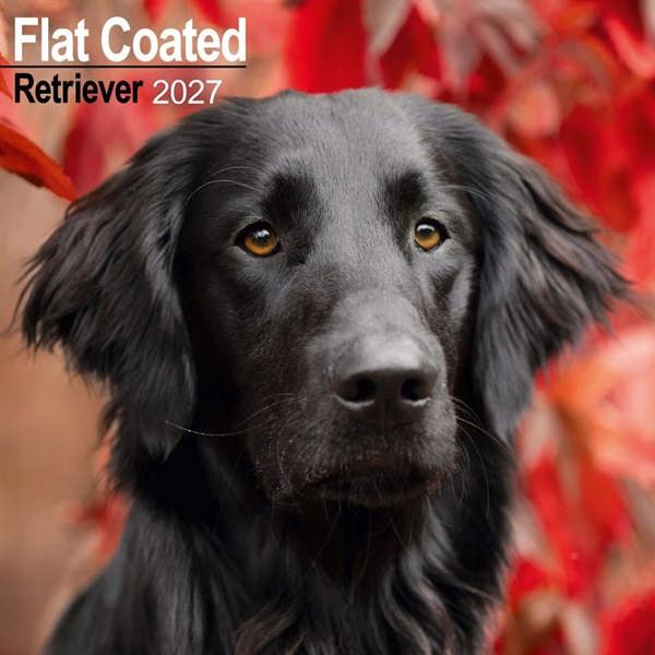 Flat Coated Retriever Calendar 2027, Wall Calendars, Month To View, Dogs, Gift