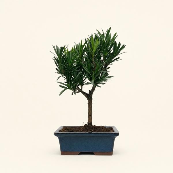 Buddhist Pine (Podocarpus Micro) Bonsai Tree | Broom | In 15cm Pot