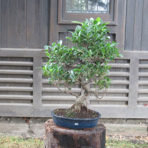 Ficus Microcarpa (Banyan Fig) Indoor Bonsai Tree | Shaped | In 30cm Pot