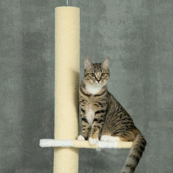Gray tabby cat sitting on a cream platform perch atop a tall sisal post cat tree.