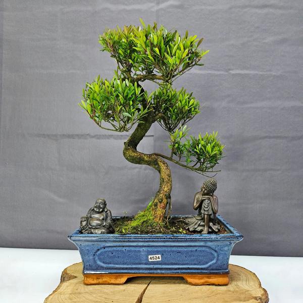 Yorkshire Bonsai Brush Cherry (Syzygium) Bonsai Tree | Shaped | In 30cm Pot