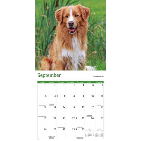Nova Scotia Duck Tolling Retriever Calendar 2027, Wall Calendars, Month To View, Dogs, Gift