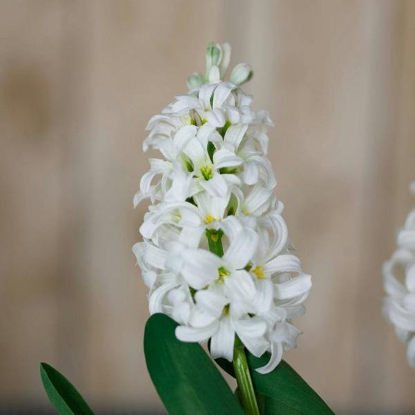 Wyld Haus Set of 3 Artificial Flowers White Hyacinth Stems
