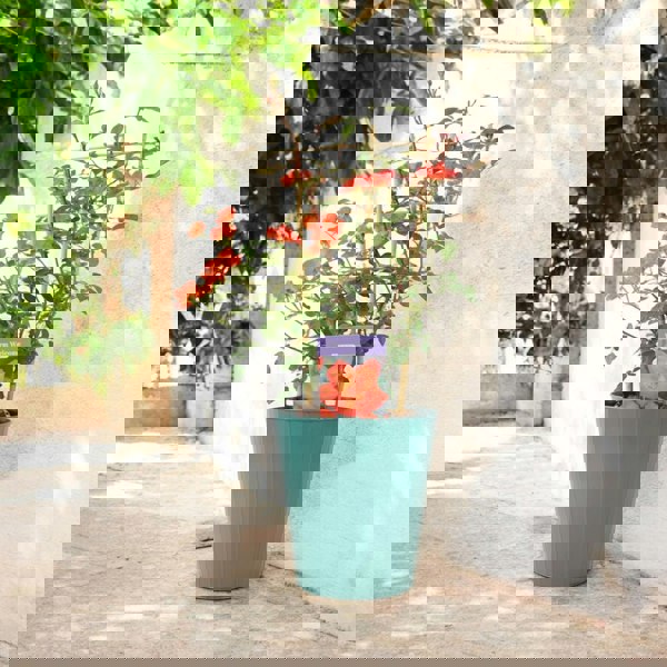 Warm Welcome Rose 5.5L Pot – Compact Orange Climbing Rose Plants By Post