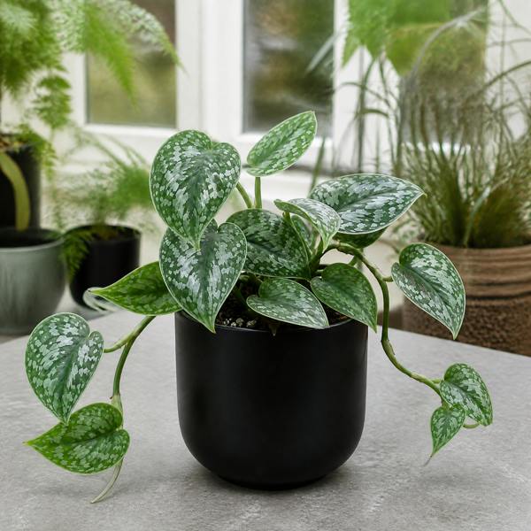 Scindapsus Pictus Trebie Pothos 12cm Pot Plants By Post