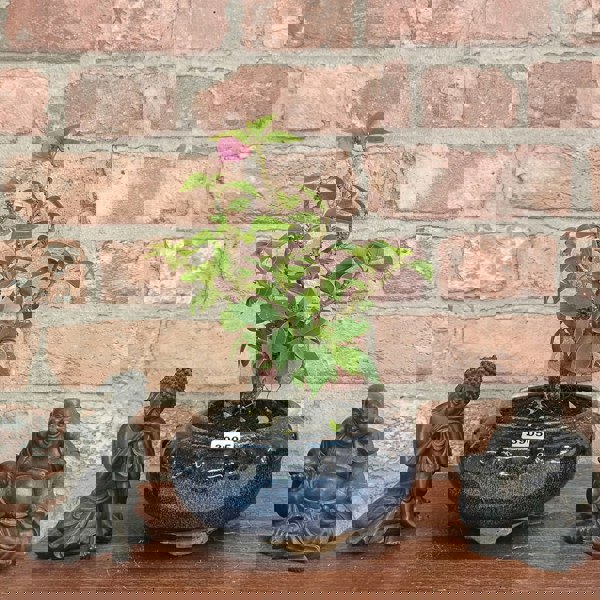 Yorkshire Bonsai Bougainvillea Bonsai Tree - In 15cm Pot