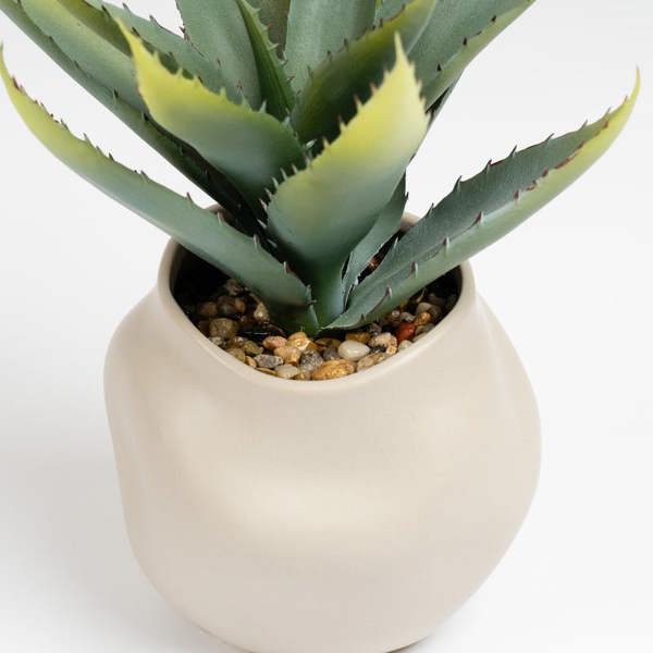 Scottish Everlastings 30cm Aloe in Ceramic pot