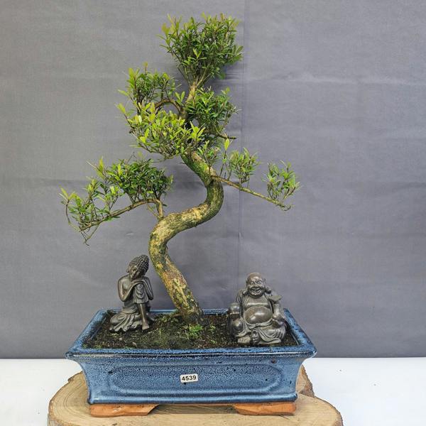 Yorkshire Bonsai Brush Cherry (Syzygium) Bonsai Tree | Shaped | In 30cm Pot