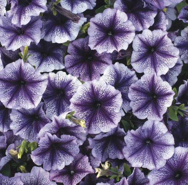 Petunia Surfinia Blue Vein 9cm In Recyclable Pots x 3 Plants