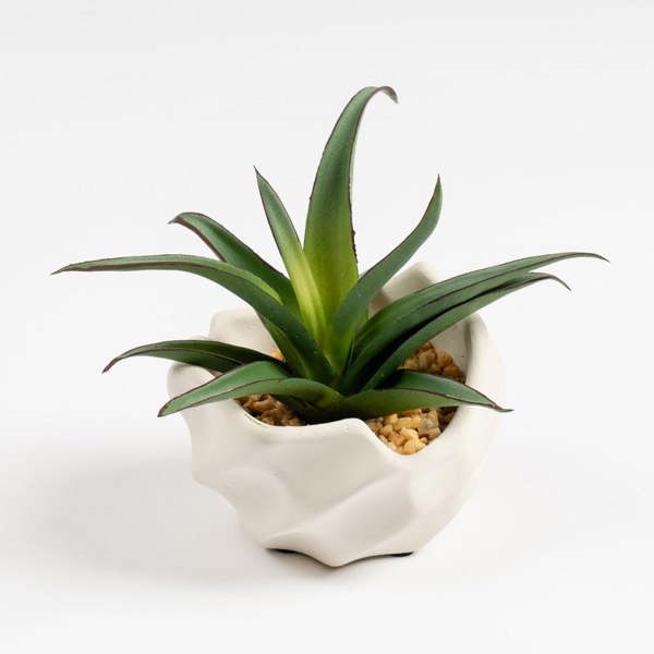 Scottish Everlastings 16cm Spiky Succulent in Wavy Cement Pot