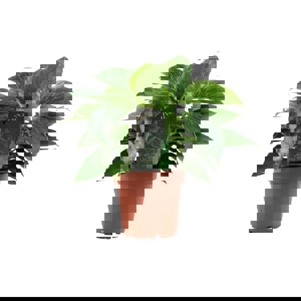 Philodendron White Wave – Indoor Plant | 12cm Pot with Decorative Ceramic Options Plants By Post