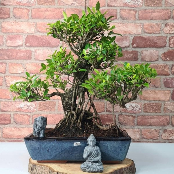 Ficus Microcarpa (Banyan Fig) Large Indoor Bonsai Tree | Shaped | In 35cm Pot - Yorkshire Bonsai