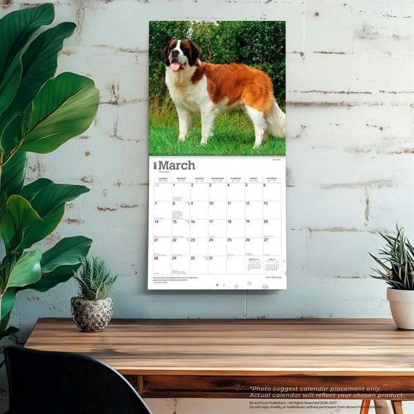 Saint Bernards Calendar 2027, Wall Calendars, Month To View, Dogs, Gift