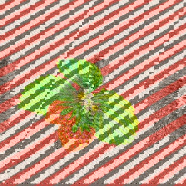 Wylder Strawberry Table Runner - Candy Cane