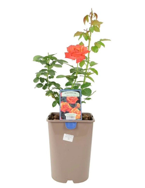 Rose Remember Me Bush 5.5L Plants By Post