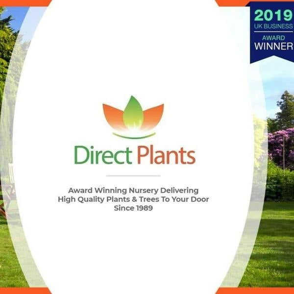 Direct Plants 5 Mixed Apple Fruit Trees 4-5ft Tall By Direct Plants