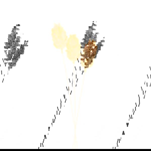 Hill Interiors Protea Dried Plant - Natural - 