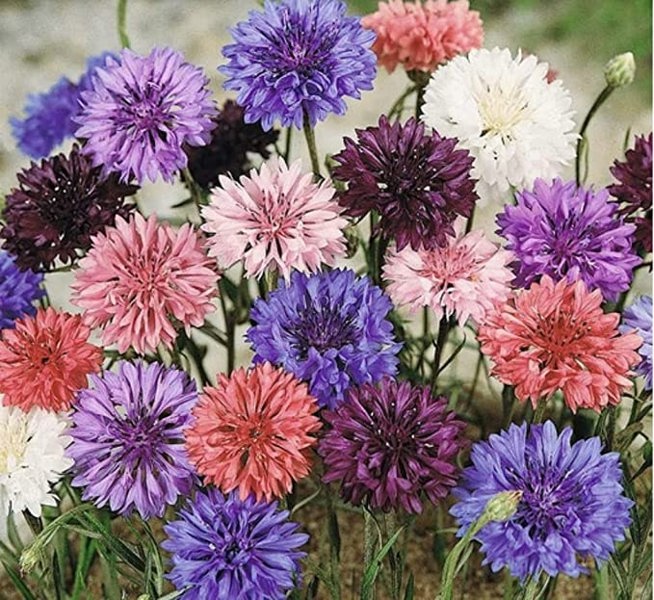 cornflower seeds tall mix better