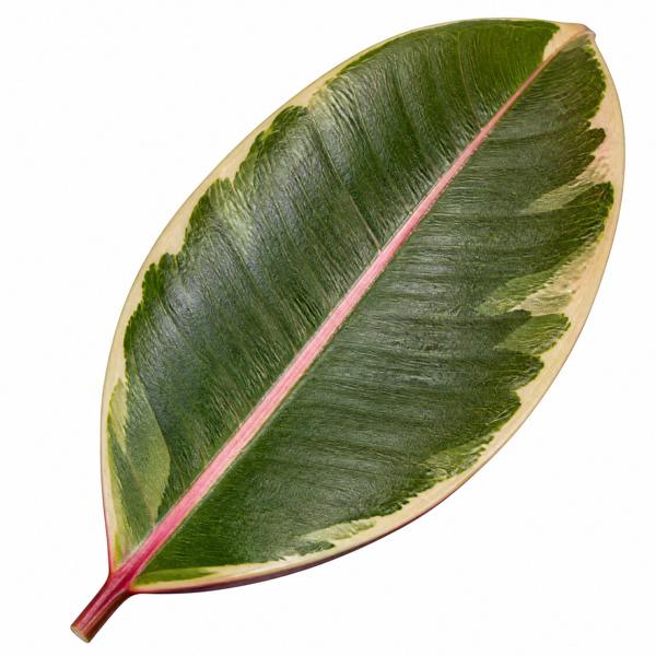 Ficus Belize Pink Rubber Plant 12cm Pot – Variegated Indoor Houseplant The Rose Press Garden