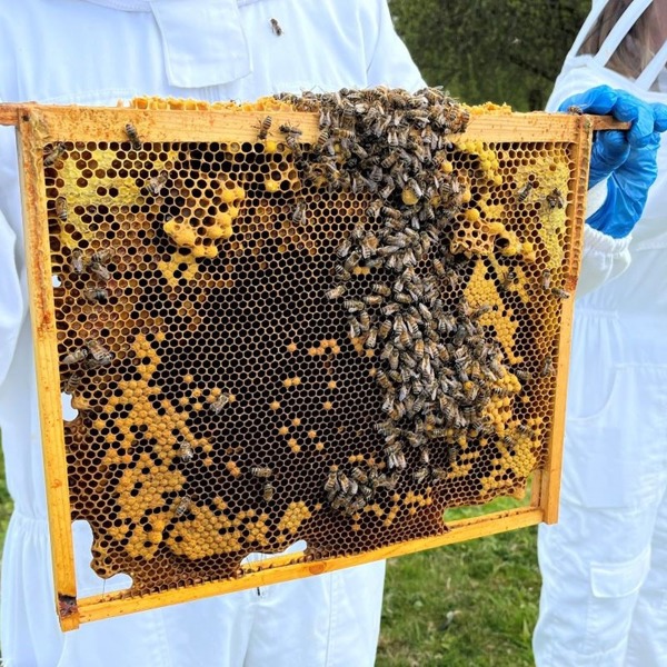 Virgin Experience Days Hiver's Beekeeping Taster with Honey Tasting for Two