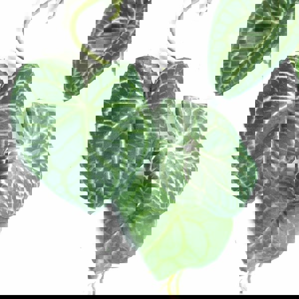 Leaf 100cm Artificial Trailing Hanging Rounded Ivy Plant Realistic