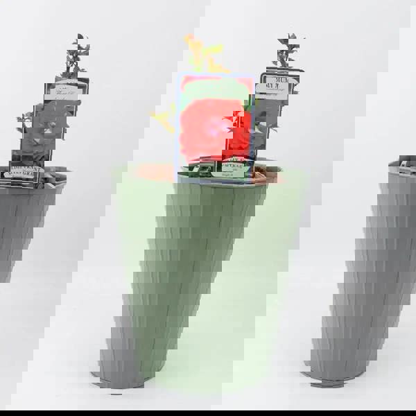 Rose My Mum Bush 5.5L