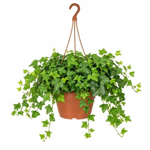 Hedera Hanging Basket Ivy 19cm Pot – Easy Care Trailing Indoor Houseplant
