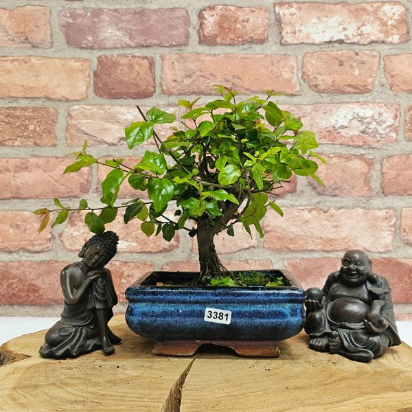 Yorkshire Bonsai Bird Plum (Sageretia) Bonsai Tree | Broom | In 15cm Pot