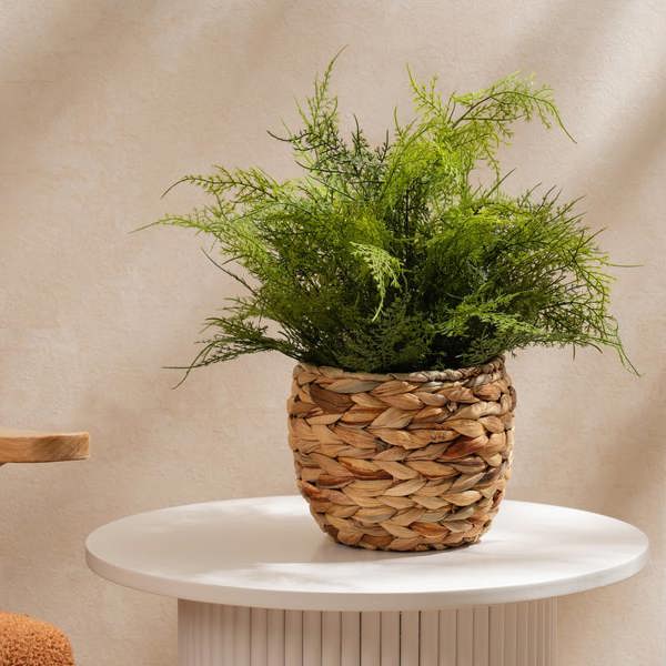 Scottish Everlastings 43cm Fern in Basket