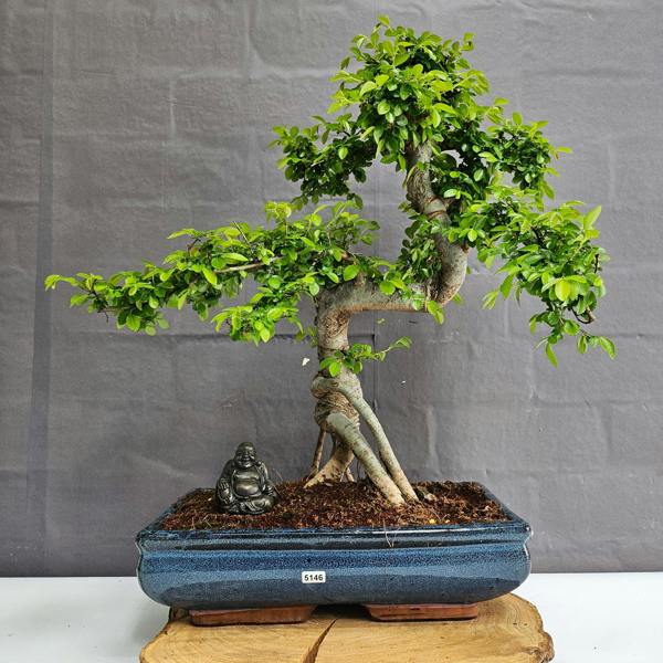 Yorkshire Bonsai Large Chinese Elm (Ulmus Parvifolia) Bonsai Tree | Shaped | In 35cm Pot - 5146