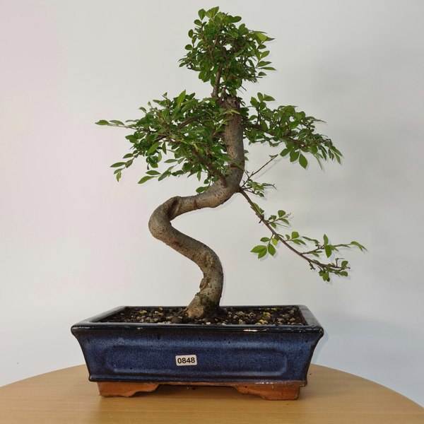 Chinese Elm (Ulmus Parvifolia) Bonsai Tree | Shaped | In 25cm Pot