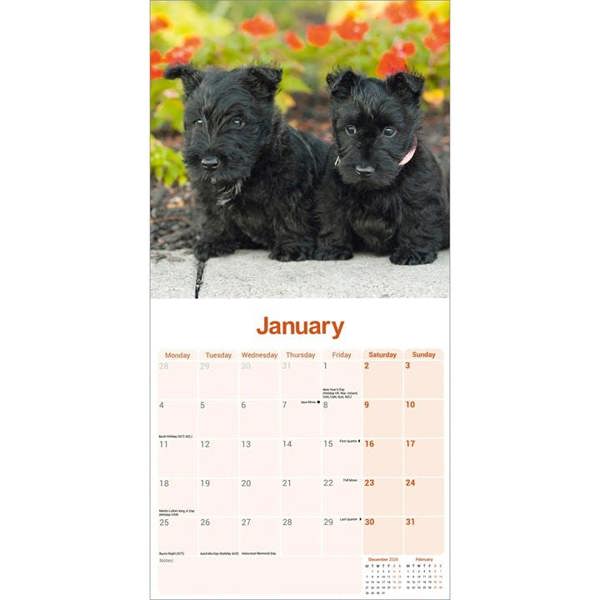 Scottish Terrier Calendar 2027, Wall Calendars, Month To View, Dogs, Gift