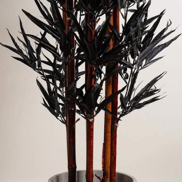 Scottish Everlastings 157cm Black Bamboo Tree