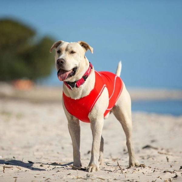 EzyDog UPF 50+ Dog Rash Vest in Red