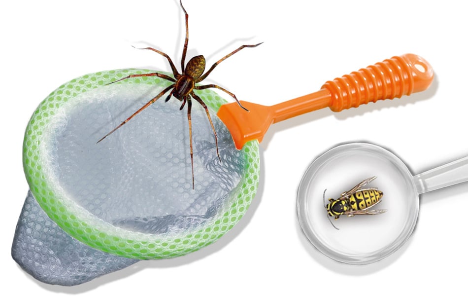 SES Creative Insect explorer