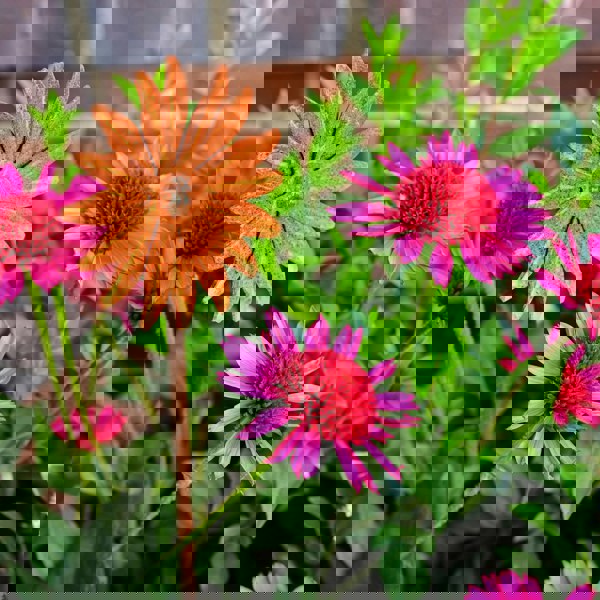 Rusty Metal Flower 