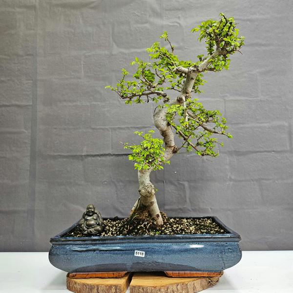 Yorkshire Bonsai Large Chinese Elm (Ulmus Parvifolia) Bonsai Tree | Shaped | In 40cm Pot - 5118