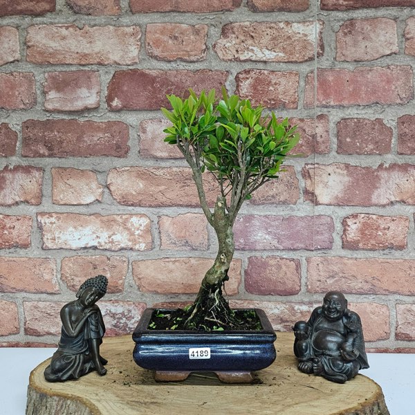 Yorkshire Bonsai Brush Cherry (Syzygium) Bonsai Tree | Broom | In 15cm Pot