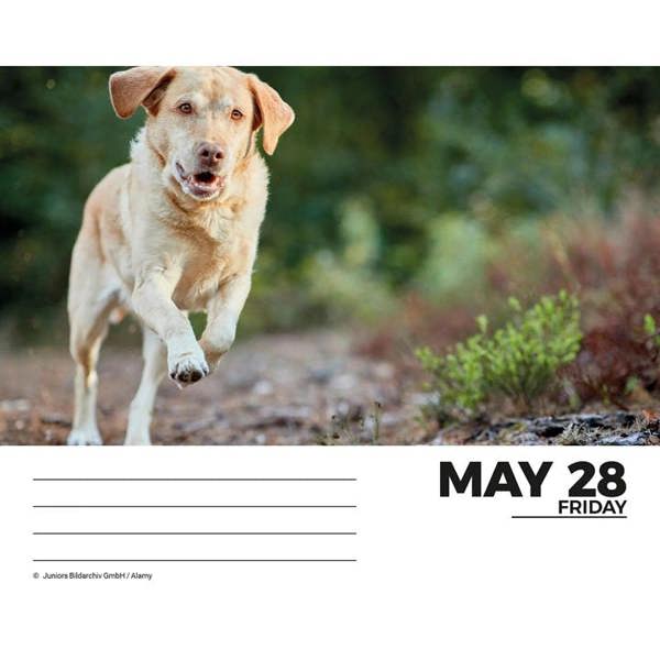 Labrador Retrievers Desk Calendar 2027, Desk Calendars, Day To View, Dogs, Gift
