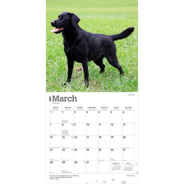 Black Labs Calendar 2027, Wall Calendars, Month To View, Dogs, Gift