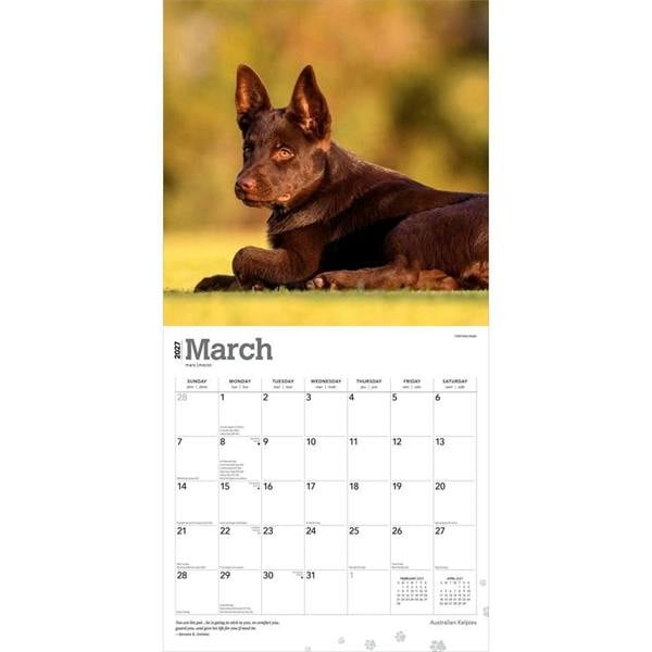 Australian Kelpies Calendar 2027, Wall Calendars, Month To View, Dogs, Gift