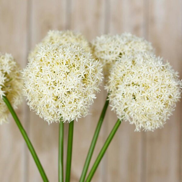 Wyld Haus Set of 3 Artificial Flowers Cream Giant Allium Stems
