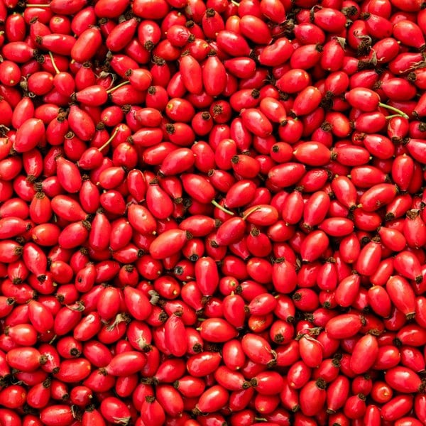 PURE Organic Cold-Pressed Rosehip Body Oil (100ml) | PURE Spa Skincare