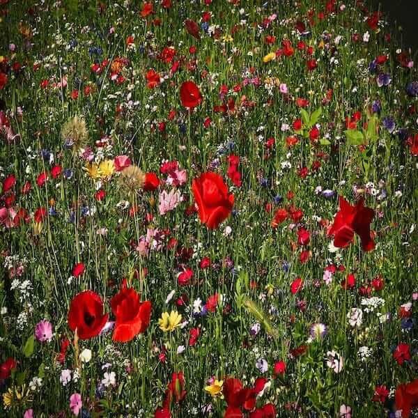 best perennial wildflower seeds uk